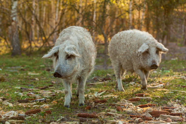 Mangalica Pork: A Culinary Treasure at Hoffmann Farms